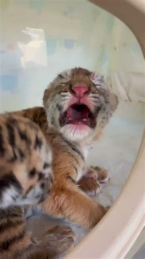 🐯OMG!!! so fierce!!!😂😂😂 #adorable #zoo #tiger #tigercub