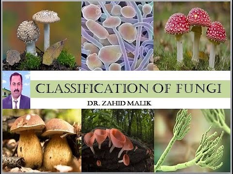 Classification of Fungi Part 1 Phylum Chytridiomycota by Dr. Zahid