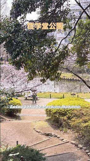 #哲学堂公園#桜#中野区