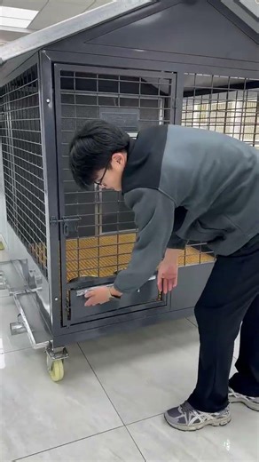 Smart Chicken Farming Setup | Automatic Egg Collection System 🐔🥚#ChickenFarming #PoultryFarm