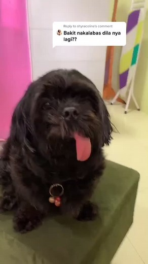 Reply to @shyracoline cute naman meeeee hehe 👅 #shihtzu #dogsoftiktok #fyp #foryou #dogtongue