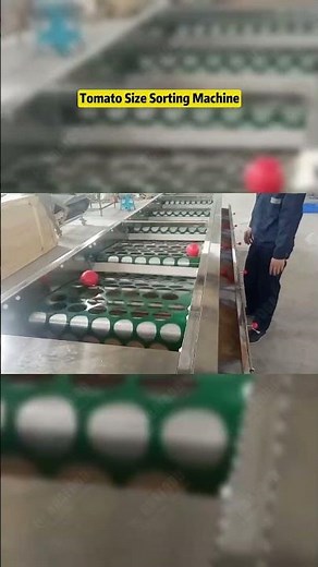 Efficient Round Fruit Vegetable Sorting Machine Sorting machine/Tomato Size Sorting Machine