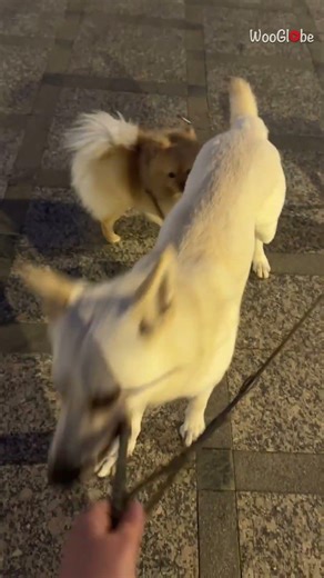 Funny Animal: Dog Walks Away with Two Puppies on Leashes || WooGlobe