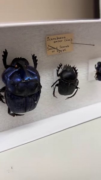 These beetles might not be an alien symbiote that give you superpowers, but we think they're pretty stunning. 😍 Hailing from Washington D.C. to Brazil and many places any between, these specimens represent multiple families within the order Coleoptera. While the blues seen here are generally uncommon, beetles can be a wide range of colors from brown and black to shimmering golds and green. Researchers have many theories as to why this occurs, but none are agreed upon. You might recognize some a