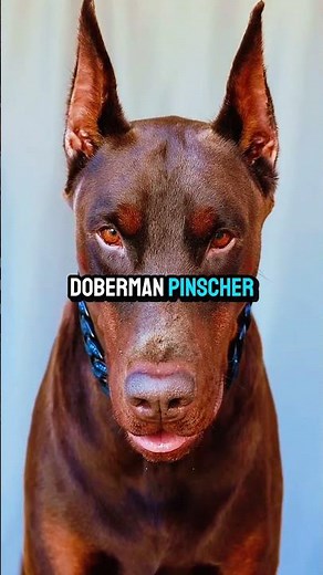 Silent but Deadly: Doberman