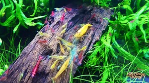 The baby shrimp Dennerle Nano Cube ! | Shrimp King