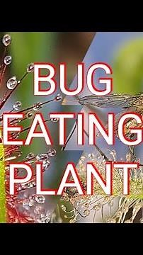 How does a sundew plant work?