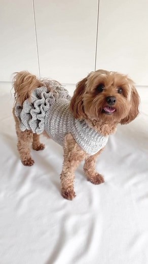 ✨💛Lottie and Lulu’s super snuggly pet tutu crochet pattern!💛✨ This pattern is written with the option to add a hole for your pets harness if you wish! - - - - #crochetaustralia #crochetcommunity #australiancrochetcommunity #crochetcrew #crochetcrazy #crochetcreations #crochetaddiction #crochetastherapy #crochetartist #crochetpatterns #crochetproject #crochetfashion #crochetsweater #crochetdress #crochetgift #diygifts #diygift #crochetallthethings #crochetallday #crochetreels #crochetreel #dogr