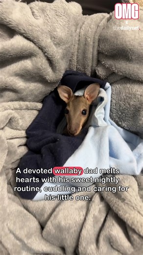 A devoted wallaby dad's nightly routine of feeding, cuddling, and care. The purest form of animal love! 💜 | OMG