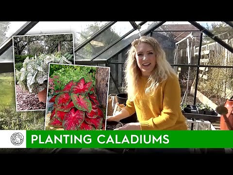 How to plant Caladiums (bulbs) - FarmerGracy.co.uk