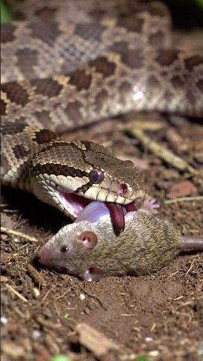 snake eating rat #amazing #video #wildlife