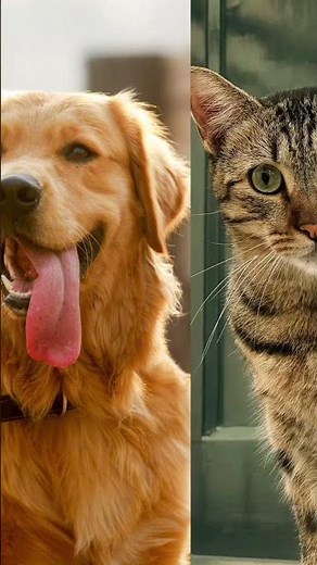 🐄 Can You Name These 10 Domestic Animals? 🐶🐴 | Animal Quiz for Kids #shorts