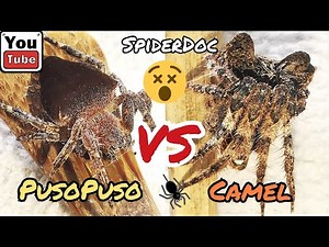 PUSO-PUSO vs KAMEL. Sino ang Matapang? Laban ng mga Kakaibang Gagamba. Spider Fight.