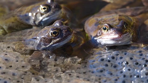 🚨 Pond patrol alert! #Frogspawn has officially shown up! 🐸💦 Our ponds are starting to sparkle with tiny, jelly-like blobs of future frogs 🐸 👀 On the lookout? • Shady pond edges • Shallow, calm water • Wiggly jelly clusters just under the surface But remember… 💚 Look, don’t touch! #Frogs and their spawn are a protected species. 📜 In fact, frogs are protected under Manx law (Section 5) of the Wildlife Act. Drop a 🐸 in the comments if you’ve seen frogspawn near you! 💦🌿 🎥 Logan Walker #Ma