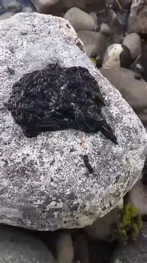 216K views · 1.7K reactions | Nhìn giống như Venom ngoài đời thực vậy...