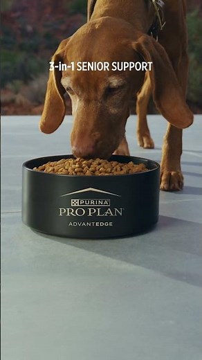 Pro Plan AdvantEDGE Senior Support+ Dog Food #SeniorDogFood #AdvantEDGEDogFood #Shorts