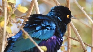 Good morning #Birds & #Nature! Cape starling calling (Lamprotornis nitens) | BIRDS & Nature