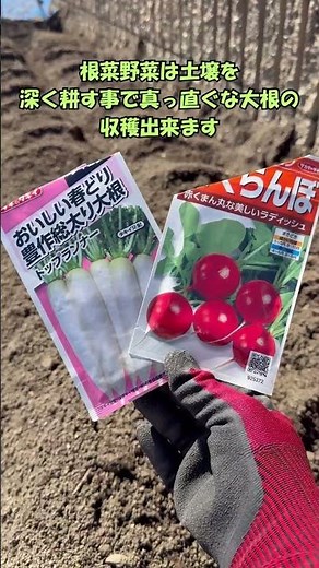 【3月の種まき】【2種類の大根】ひと粒づつ直播き栽培 #家庭菜園 ラデッシュ！