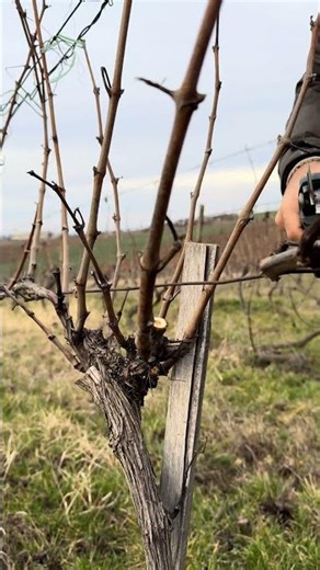 Peaceful pruning moments in the vineyard ✂️🍇✨
