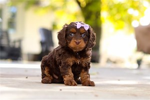 Roxie - Cavapoo Puppy 09138E