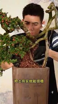 Bonsai Repotting and Restyling Techniques: A Natural 'Ruby' Cotoneaster #bonsai