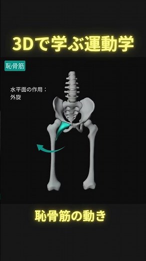 3Dで学ぶ！恥骨筋の動き #理学療法 #ptタイガー #足病学 #日本足病学協会