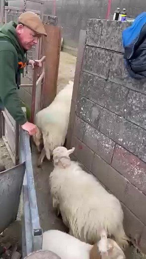 Feeding Sheep on a Charming Rural Farm