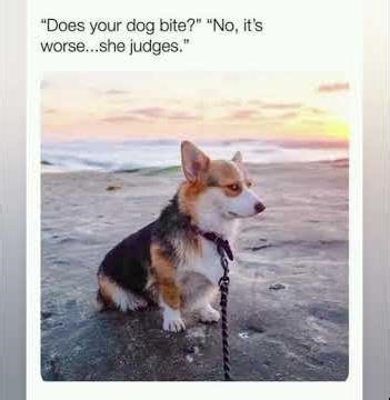 Random Meme Comp #49 #memes #funny #random