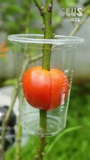 A new method of growing roses using air layering with tomatoes 😲