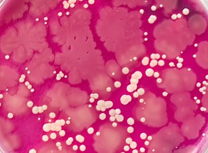 Bachelor of Health Sciences (Honours) - CC-62011