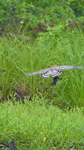 1.9M views · 10K reactions | Ever seen a flying frog  Red-shouldered Hawk with a big catch | Srikanth Boga Photography | Facebook
