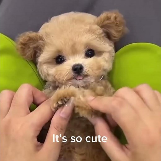 My Realistic Robot puppy