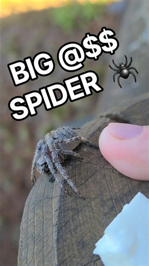 What kind of Spider is this?