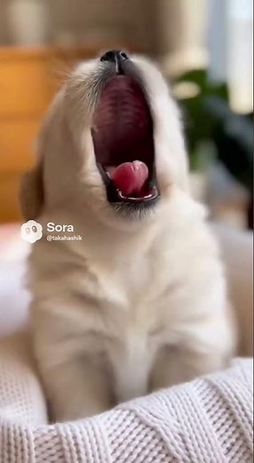 a cute dog yawning