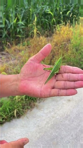 Grasshopper Catching Adventure