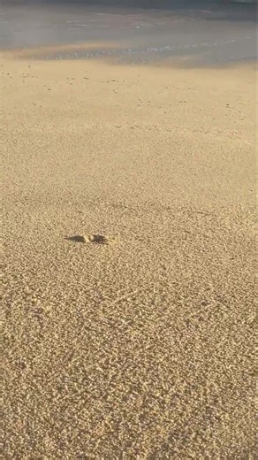 1.5K views · 15 reactions | Sand crabs being sand crabs. It matters...