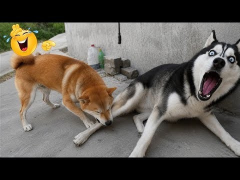 Amazing funny animals 🤣 Epic Fails
