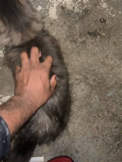 Unusual Cats That Resemble Raccoons