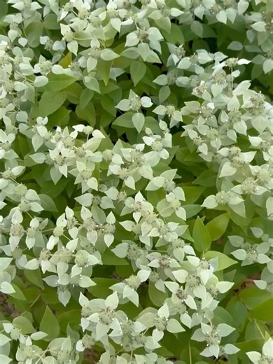 Larkspur Design on Reels