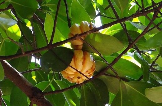 Can You Take Garcinia Cambogia with High Blood Pressure?