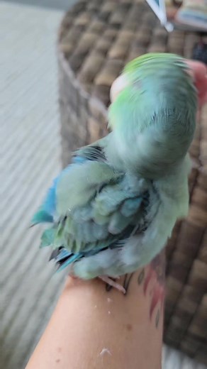 4.5K views · 80 reactions | #Parrotlet #parrotlover #bird #birdlife #tiny | The Green Bird Brigade | Facebook