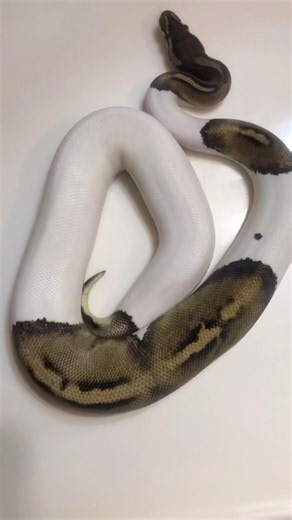 Black Pastel Axanthic VPI Pied Ball Python Female on Morph Market