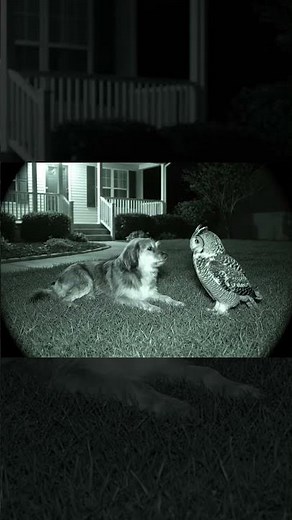 🦉🐶 Curious Owl Flies Close to Dog 😲🌙 Night Camera Caught This!