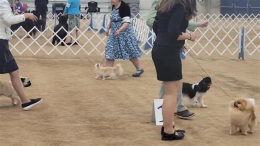 Toy Group Utah Beehive-- Last Day! | The Canine Chronicle