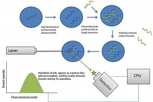 Coliform Bacteria - Examples, Characteristics, Fecal/Total Count Tests