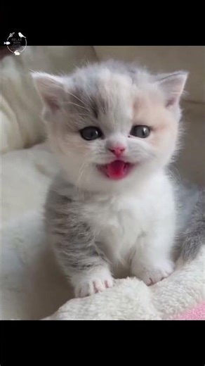 Ultimate Cute Kitten Compilation 💖 #shorts #kitten #cute