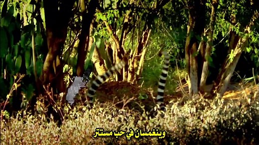 PBS.Nature.2013.Love.in.the.Animal.Kingdom.AR_vortex-eg.tumblr.com