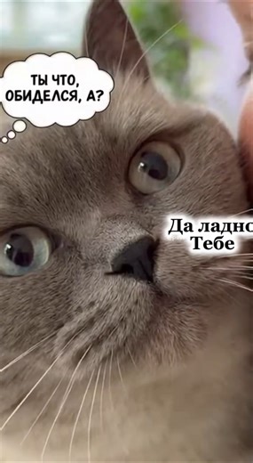Ты что обиделся? Ну да ладно тебе… | Cat says sorry ❤️