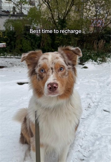 For that much chaos, you need a lot of rest 🫣 #chaosmod #dogmod #doggo #dogtok