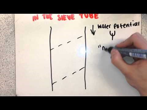 F211 - Translocation & Mass Flow